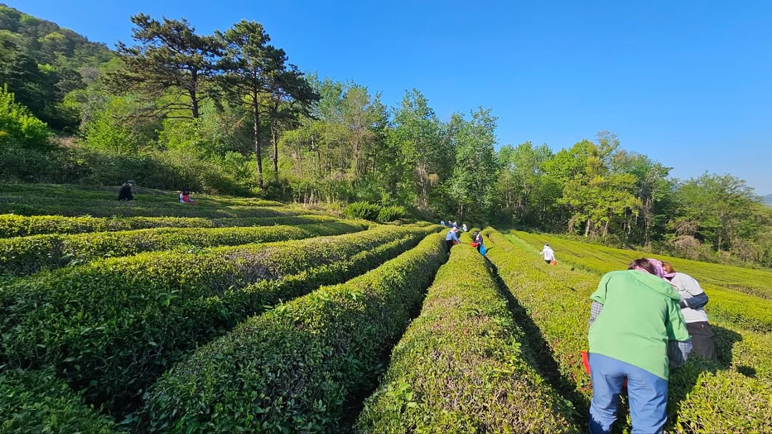 Tea Time by Pure & Brave