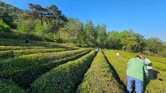 Tea Time by Pure & Brave